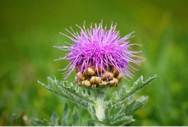 news-313-211 news-313-211