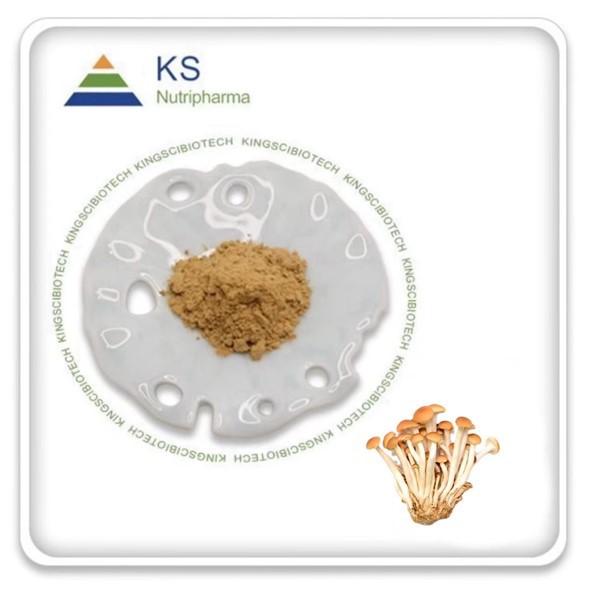 תמצית Agrocybe Aegerita